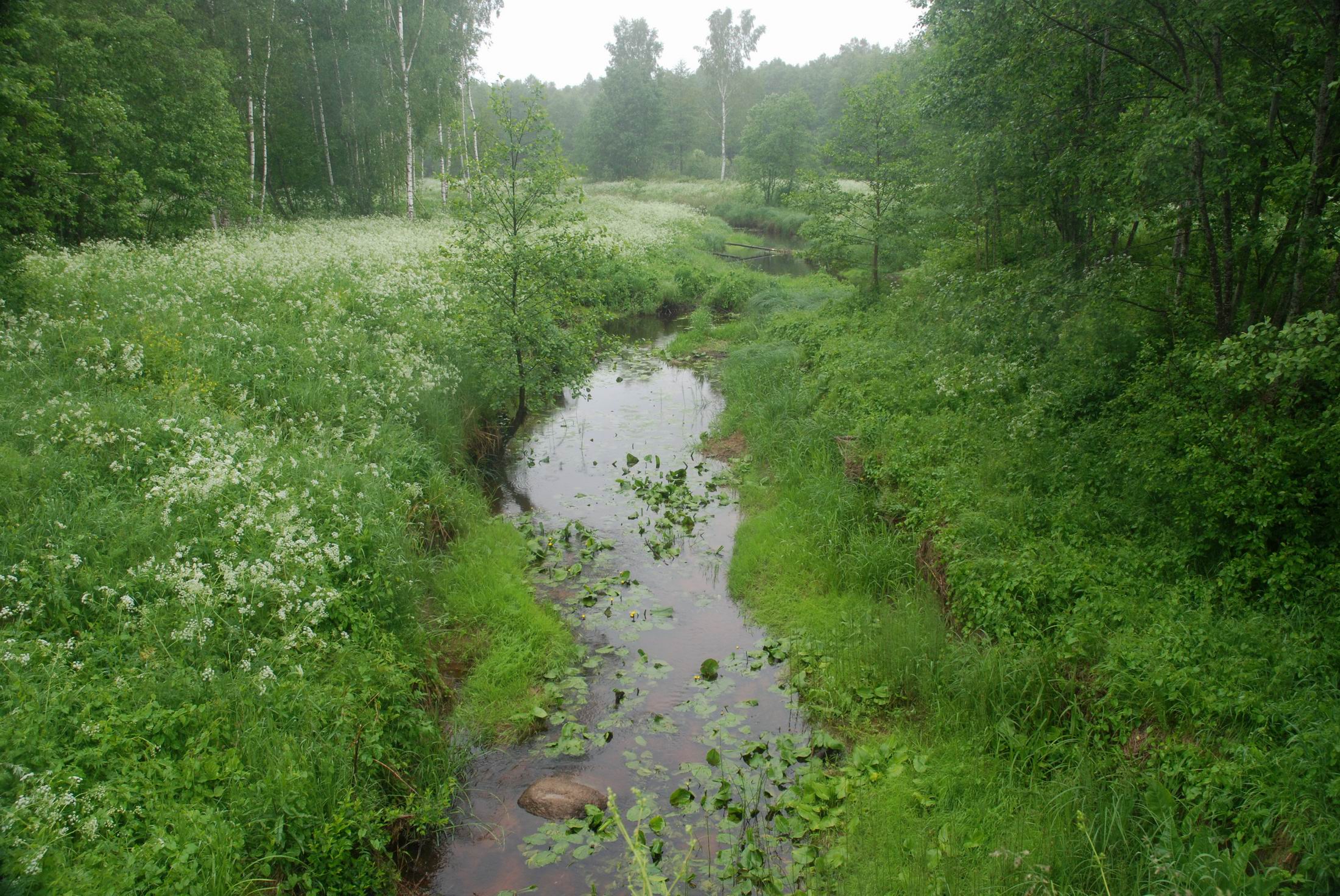 Походы_kir2003 | Водный поход Россонка – Нещерда – Черепетица – Нища,  14–17.06.22